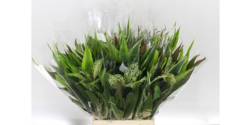 Asia Mix 10stems A Bunch 50 cm A1