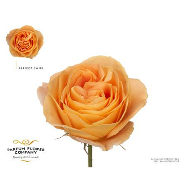 Rose Gr Parfum Apricot Swirl 50cm A1