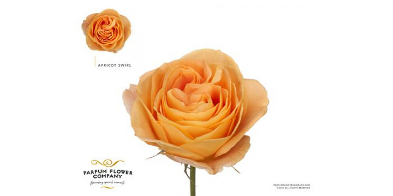 Rose Gr Parfum Apricot Swirl 50cm A1