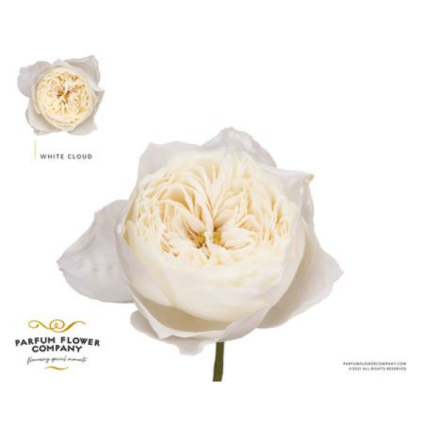 Rose Gr Garden White Cloud 50cm A1