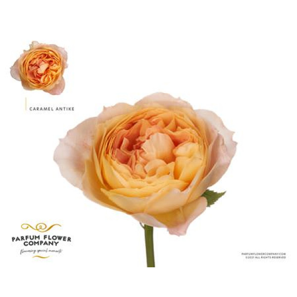 Rosa Garden Caramel Antike 50cm A1