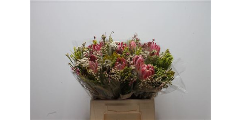 Sfb Compacta 40cm A1