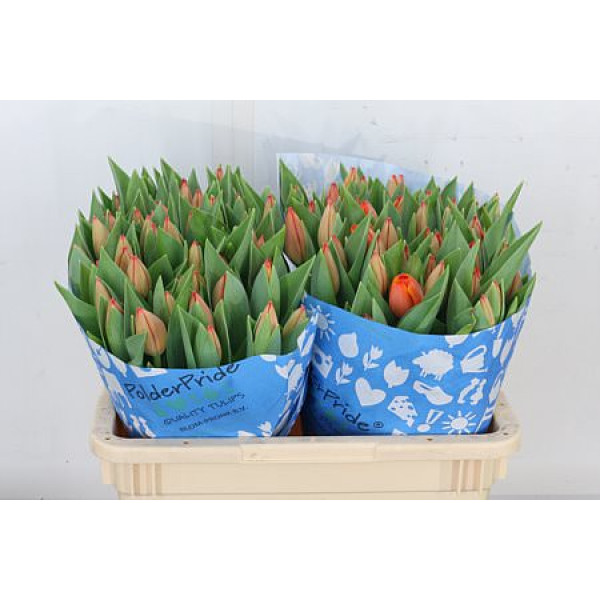 Tulips En Overig Oranje 39 cm A1