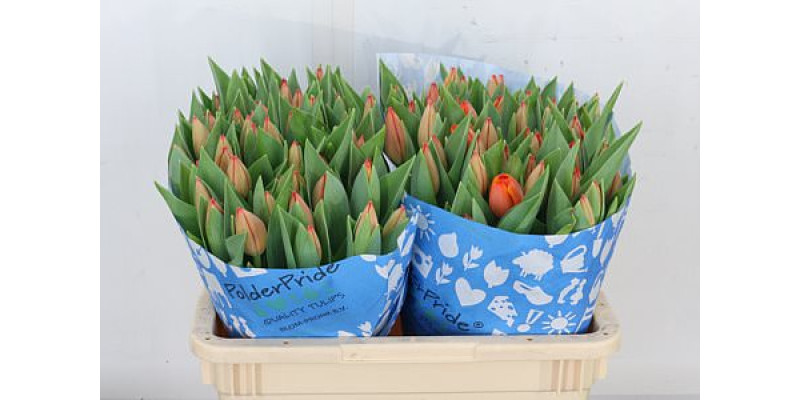 Tulips En Overig Oranje 39 cm A1