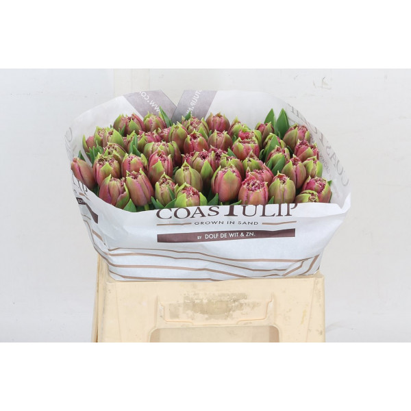 Tulips Freesias Mascotte 36cm A1 Col-Turquoise