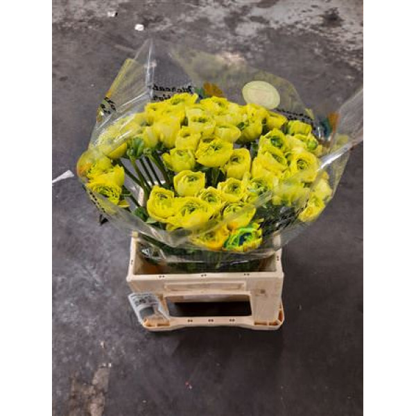 Ranunculus Kl Su Full Green 45cm A1