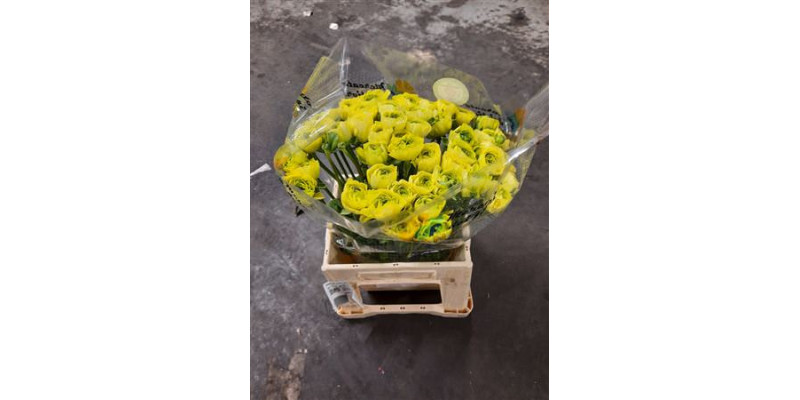 Ranunculus Kl Su Full Green 45cm A1