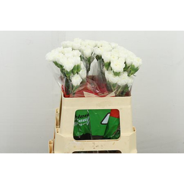 Dianthus .st Northwind 55 55 cm 