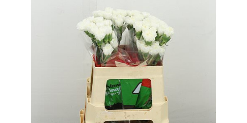 Dianthus .st Northwind 55 55 cm 