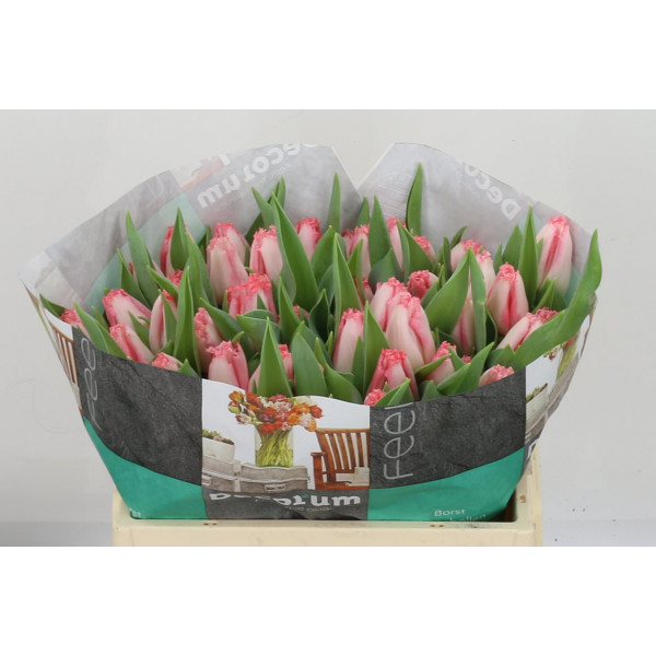 Tulips Freesias Lingerie 34cm A1 Col-Pink