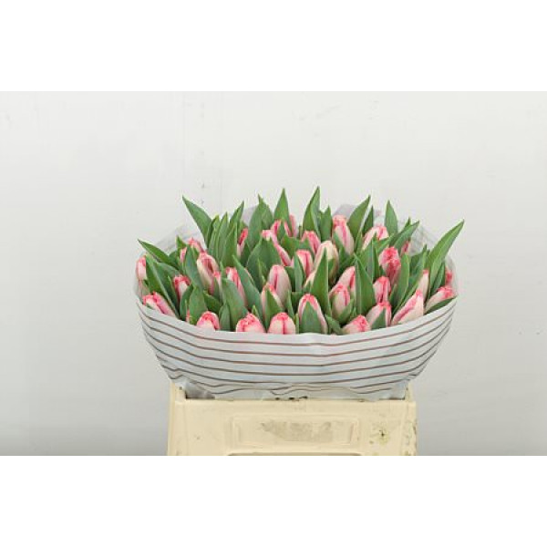 Tulips Freesias Lingerie 38cm A1