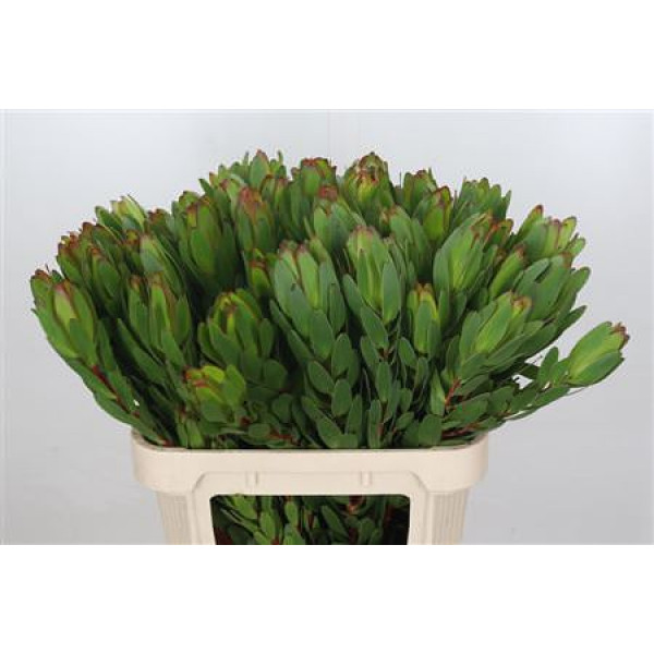 Leucadendron Goldstrike Spray 80cm A1