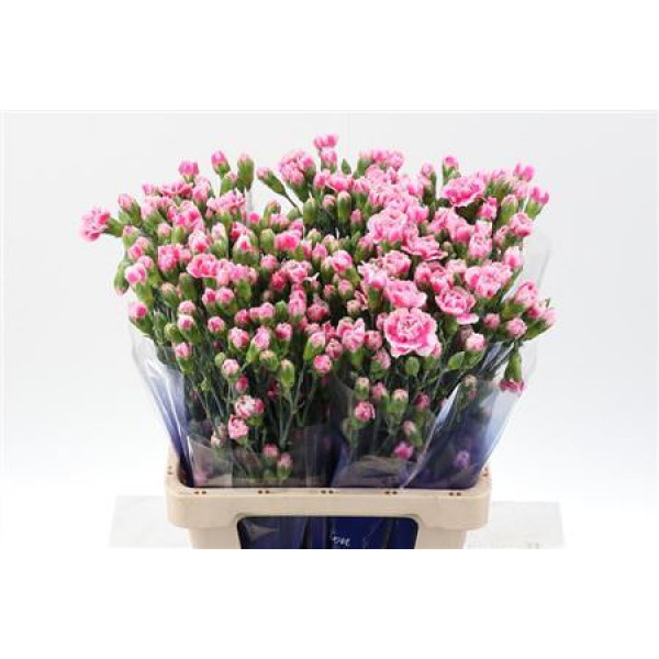 Dianthus Tr Skyline Hi Select 65cm A1