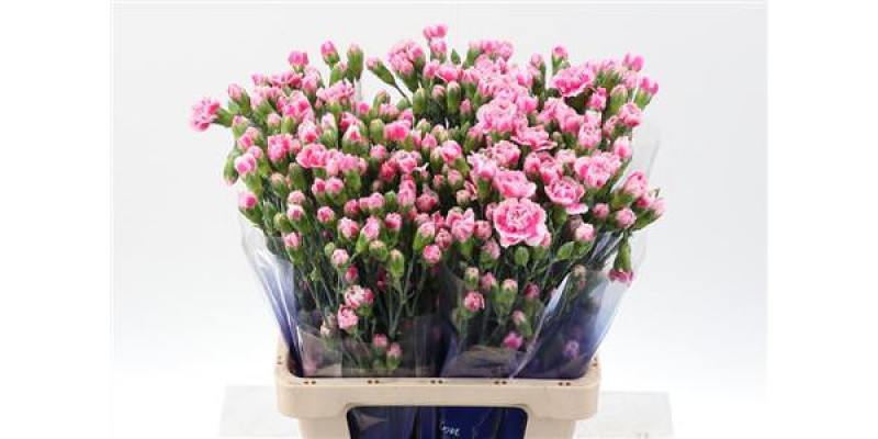 Dianthus Tr Skyline Hi Select 65cm A1