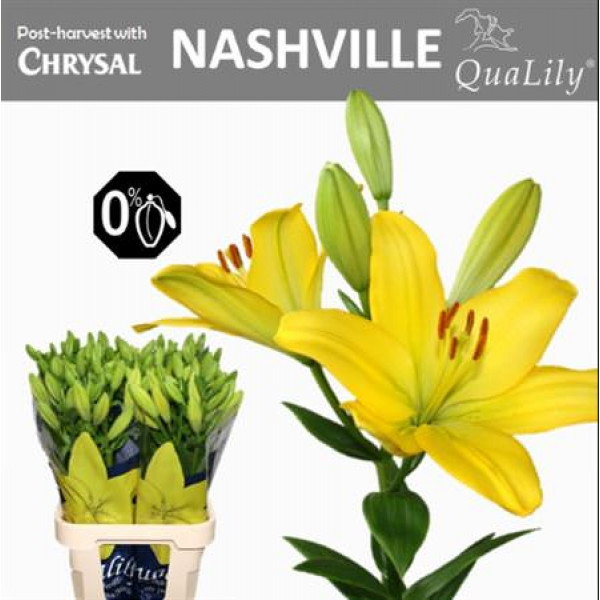 Lillys La Nashville 4+ 95cm A1 Col-Yellow