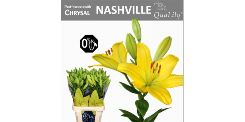 Lillys La Nashville 4+ 95cm A1 Col-Yellow