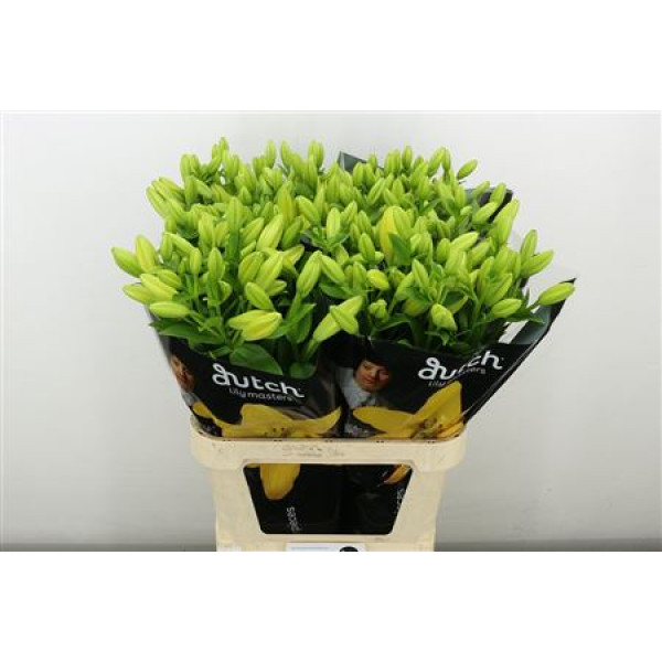 Lillys La Nashville# 4+ 90 cm A1