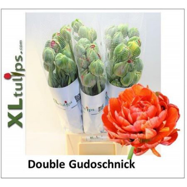 Tulips Du Gudoshnik Doub 55cm A1 Col-Orange