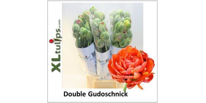 Tulips Du Gudoshnik Doub 55cm A1 Col-Orange