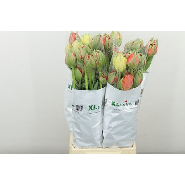 Tulips Frans Du Gudoshnik Doub 60cm A1