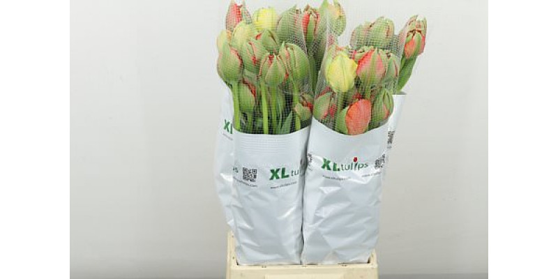 Tulips Frans Du Gudoshnik Doub 60cm A1