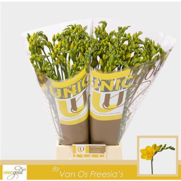 Freesias Du Yellow 50cm EX Col-Yellow