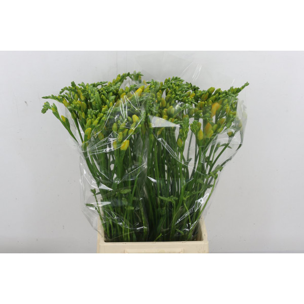 Freesias Du Soleil 52cm A1 Col-Yellow