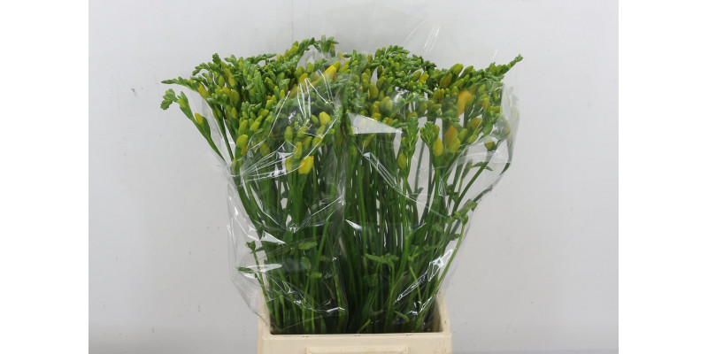 Freesias Du Soleil 52cm A1 Col-Yellow