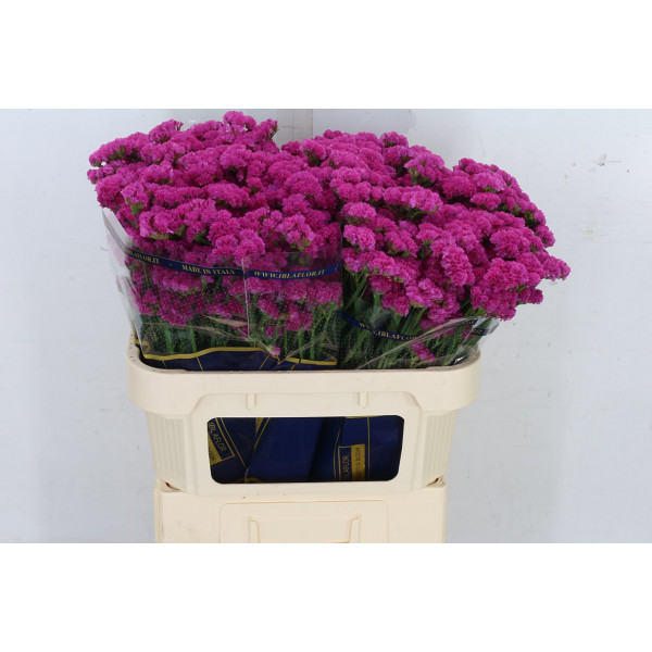 Limonium S Sweet Wings A1 Col-Dark Pink