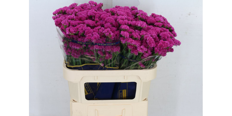 Limonium S Sweet Wings A1 Col-Dark Pink