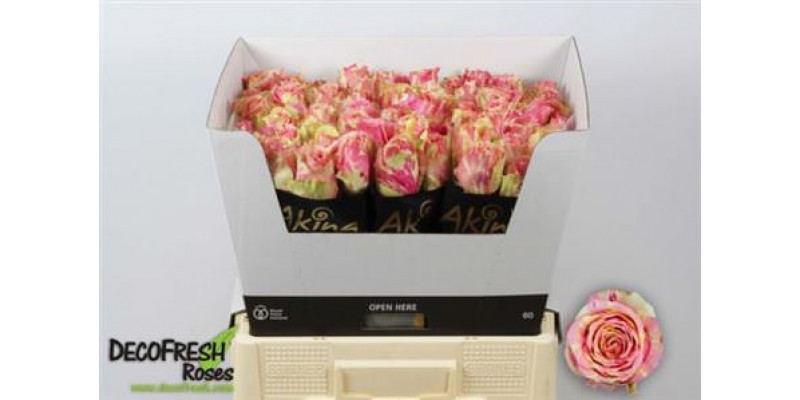 Rose Gr Fiesta 60cm A1 Col-Bicolor