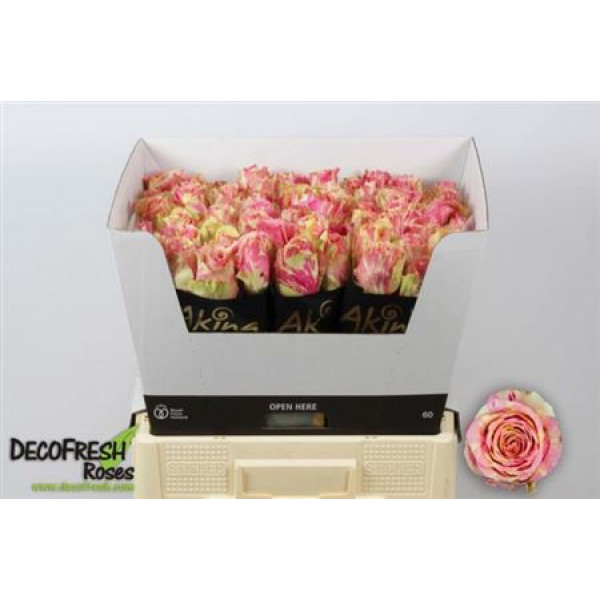 Rose Gr Fiesta 40cm A1