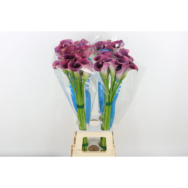 Zanthedeschias (Calla Lilly) Capt Promise 80cm A1 Col-Purple