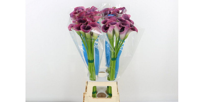 Zanthedeschias (Calla Lilly) Capt Promise 80cm A1 Col-Purple