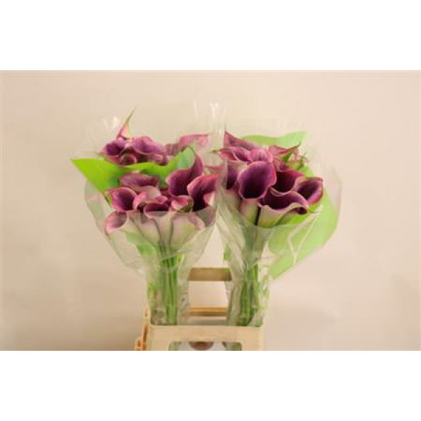 Zanthedeschias (Calla Lilly) Capt Promise 70cm A1 Col-Purple