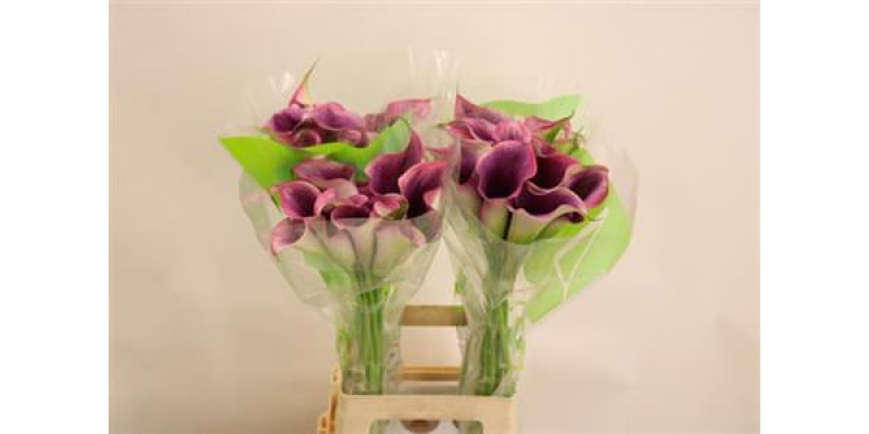 Zanthedeschias (Calla Lilly) Capt Promise 70cm A1 Col-Purple