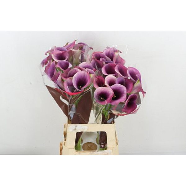 Zanthedeschias (Calla Lilly) Capt Promise 70cm A1 Col-Purple