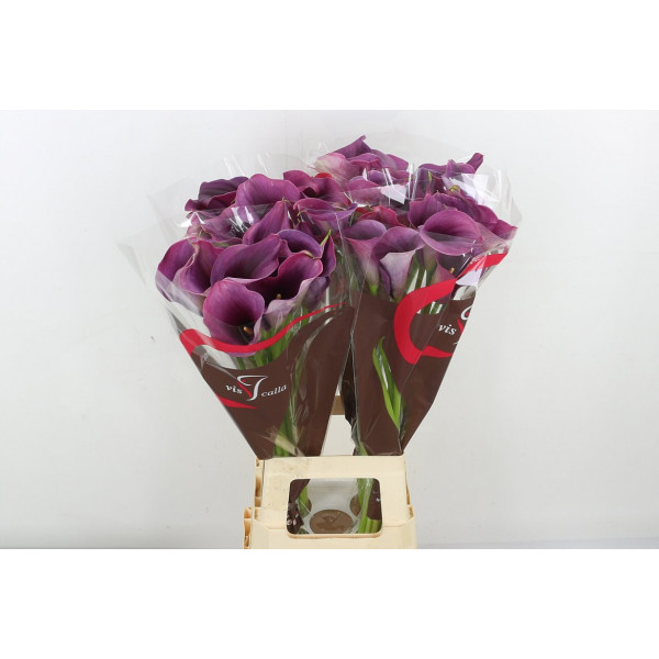 Zanthedeschias (Calla Lilly) Capt Promise 80cm A1 Col-Purple