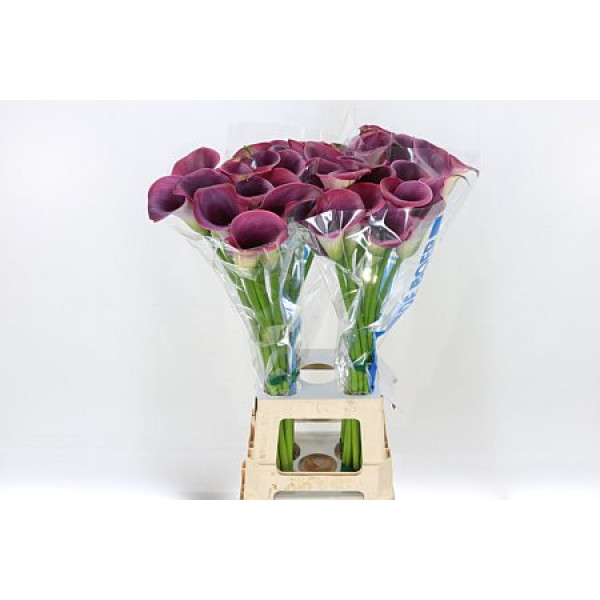 Zanthedeschias (Calla Lilly) Capt Promise Extra 80cm A1