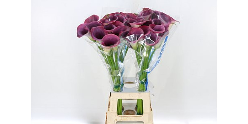 Zanthedeschias (Calla Lilly) Capt Promise Extra 80cm A1