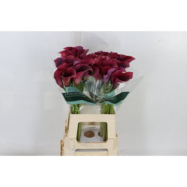 Zanthedeschias (Calla Lilly) Capt Promise 65cm A1