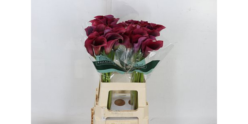 Zanthedeschias (Calla Lilly) Capt Promise 65cm A1