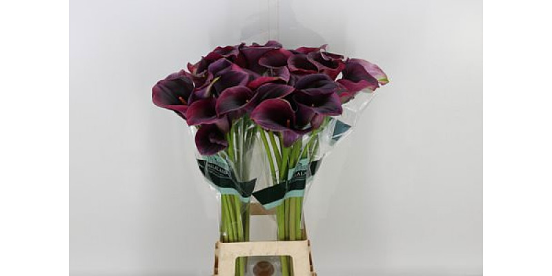 Zanthedeschias (Calla Lilly) Capt Promise 80cm A1