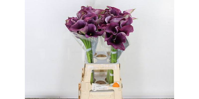 Zanthedeschias (Calla Lilly) Capt Promise 70cm A1