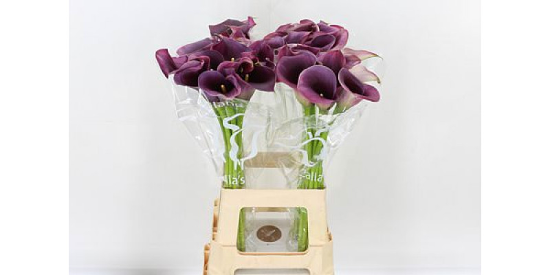 Zanthedeschias (Calla Lilly) Capt Promise 70cm A1