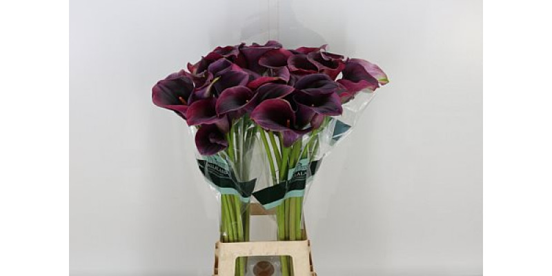 Zanthedeschias Calla Lilly Capt Promise 80cm A1