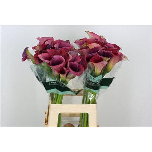 Zanthedeschias Calla Lilly Capt Promise 70cm A1