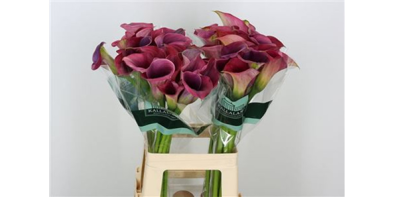 Zanthedeschias Calla Lilly Capt Promise 70cm A1