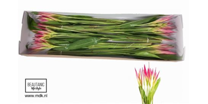 Helic Ps Sassy 80cm A1