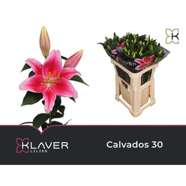 Lillys Or Calvados 4+ 90 cm A1